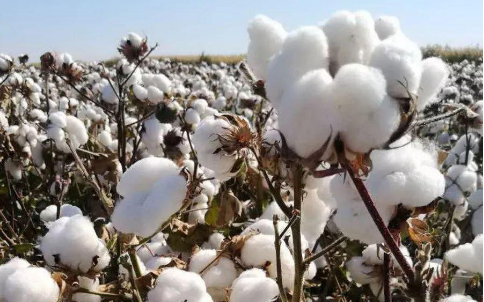 棉花的傳奇人生，棉花期貨的光明！