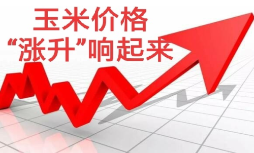 做玉米期貨盈利難嗎？玉米期貨漲5